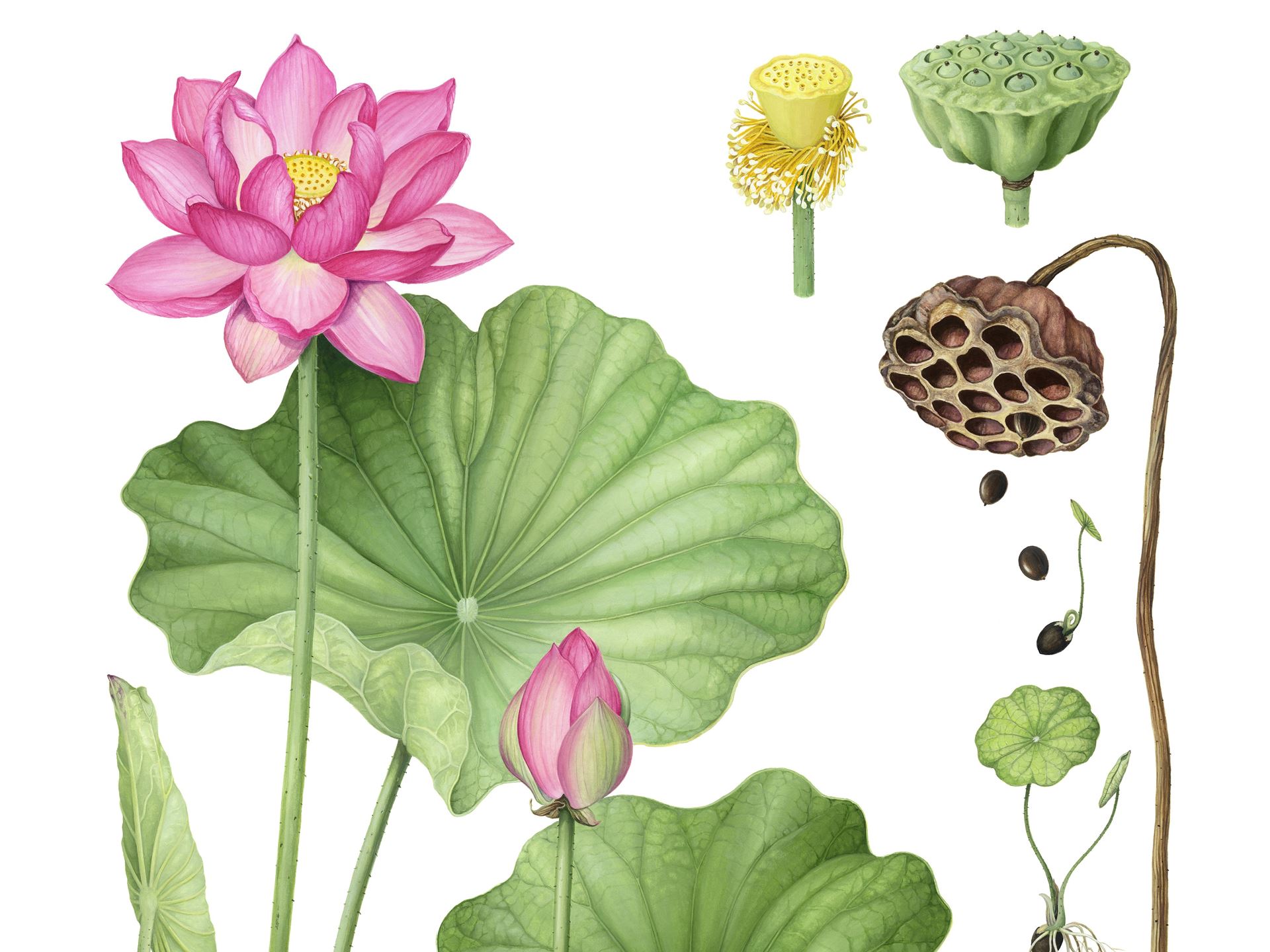 Life Cycle Ohga Lotus Nelumbo nucifera