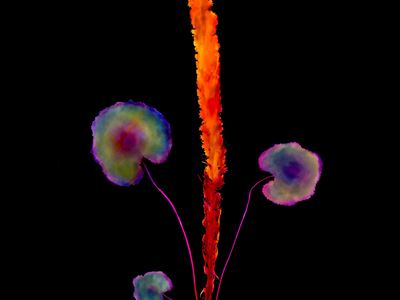 d l p s 20 e 1980 2013