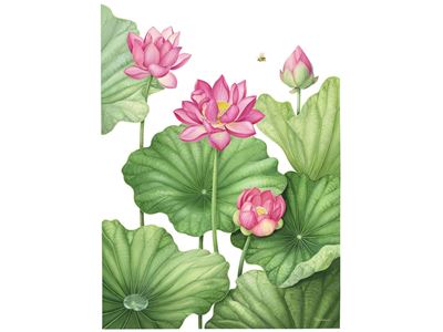 Kyoko Uchiyama Nelumbo Nucifera Early Summer