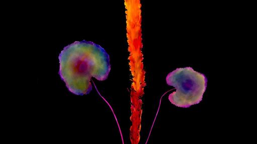 d l p s 20 e 1980 2013