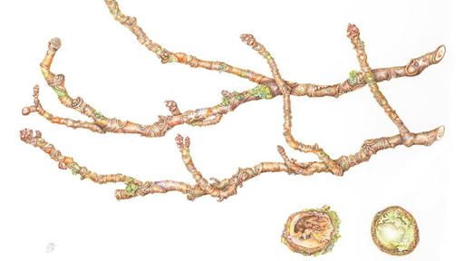 Sticky Buds Aesculus hippocastanum