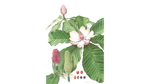 Magnolia obovata
