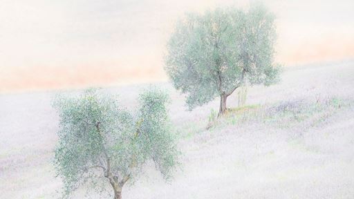 Olive Trees on Hillside