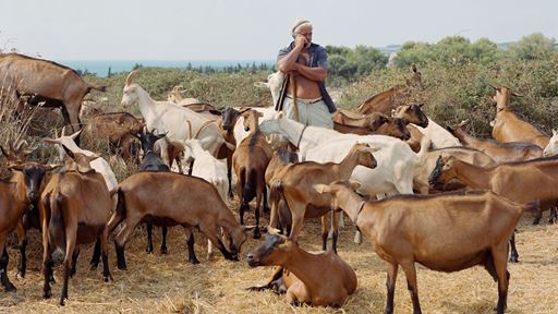 Murray Ballard Angelo With His Goats Near Otranto Salento 2022
