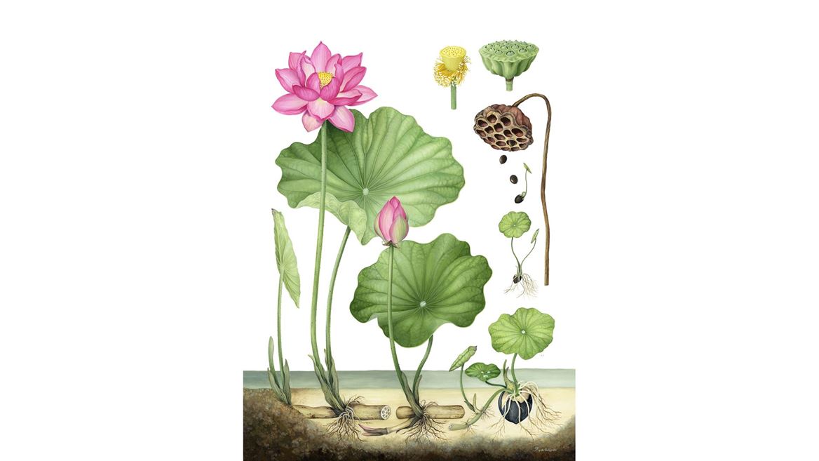Life Cycle Ohga Lotus Nelumbo nucifera