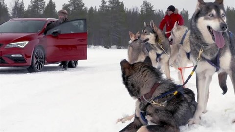 6-huskies-and-300-horses---without-graphics