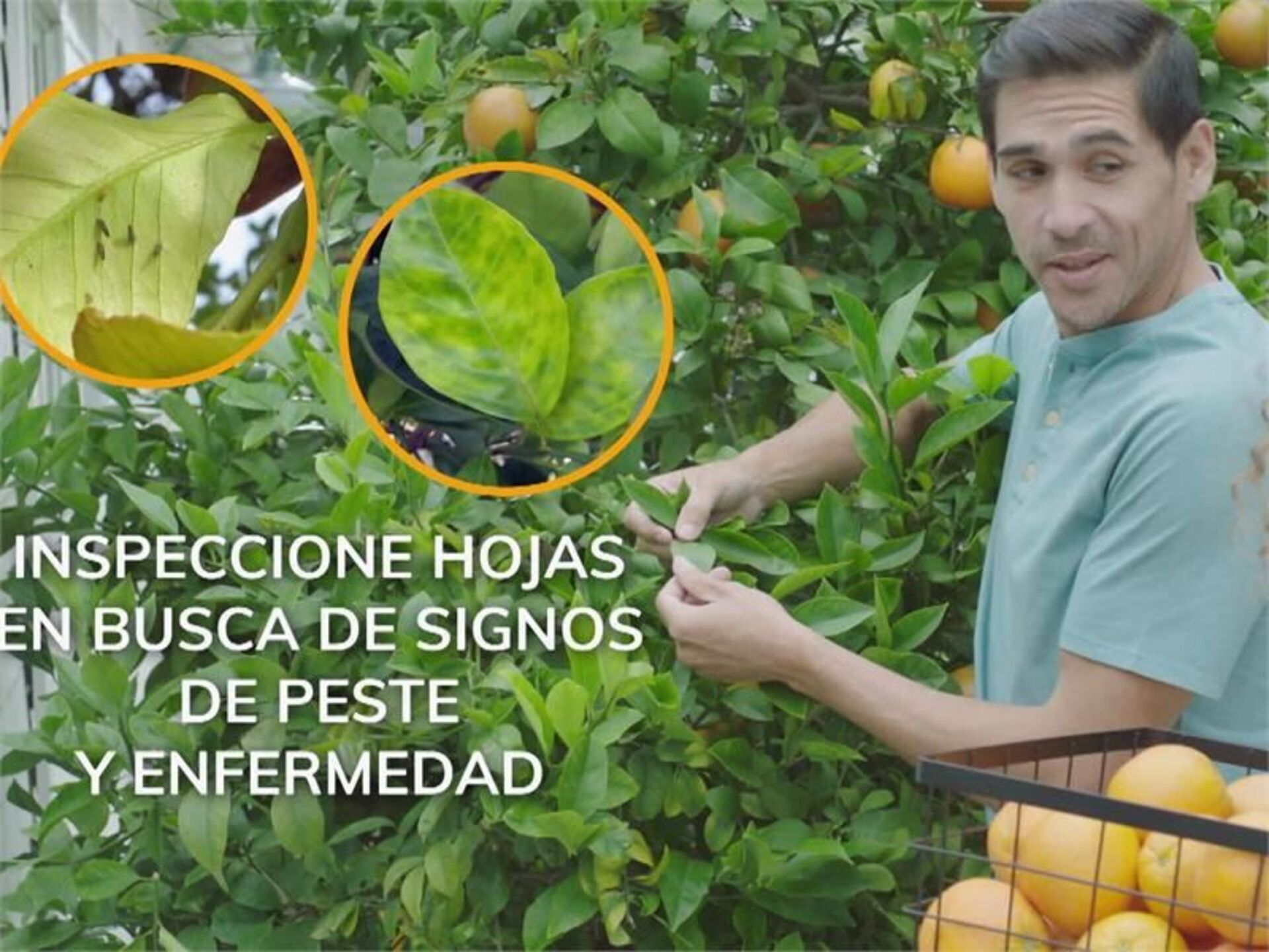 citrus-pest-disease-prevention-ca-citrus-spanish-tv---30-secs