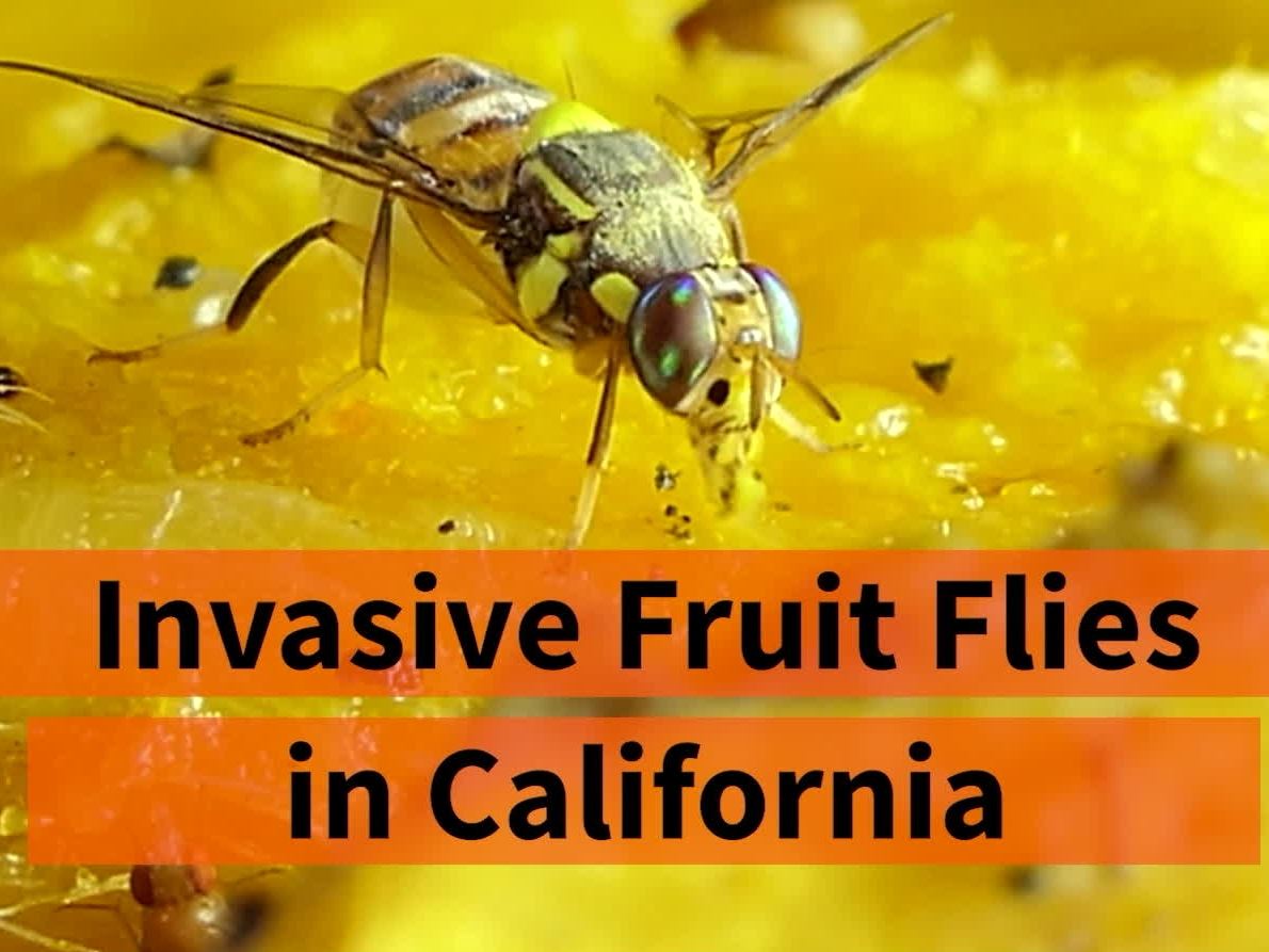 help-keep-california-free-of-invasive-pests--tv----30-secs