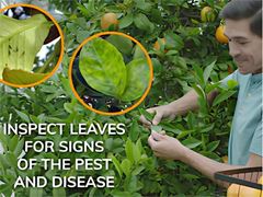 What if California Citrus Disappeared? A Timely PSA from The Citrus Pest & Disease Prevention Program Warns of a Plant Disease Killing California Citrus