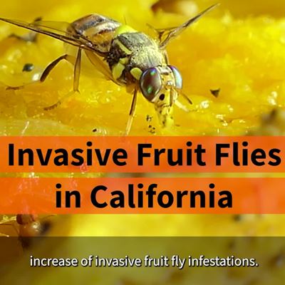 Help Keep California Free of Invasive Pests (TV) – 30 Secs