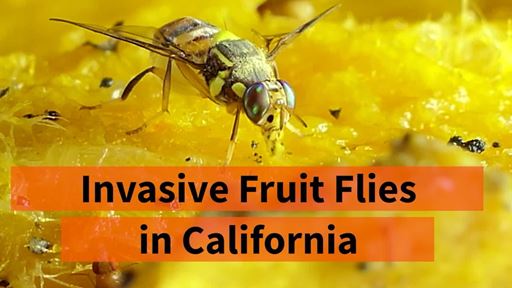help-keep-california-free-of-invasive-pests--tv----30-secs