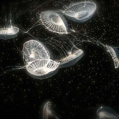 A project by Isabella Tangherlini BArch 22 explored bioluminescence in jellyfish in order to create experimental translu