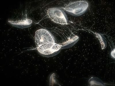 A project by Isabella Tangherlini BArch 22 explored bioluminescence in jellyfish in order to create experimental translu