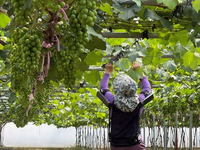 Hyundai Motor and Kia Expand Use of Wearable Robot in Agriculture