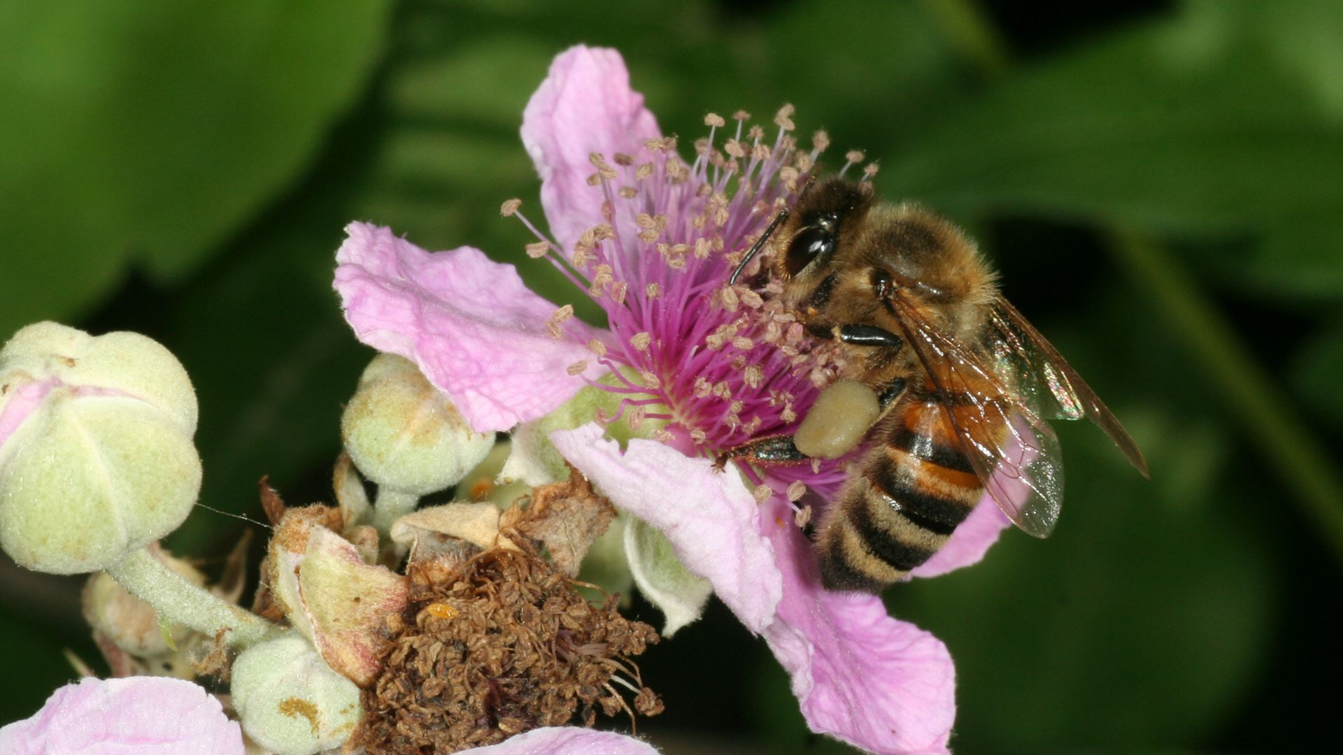 Bee on flower