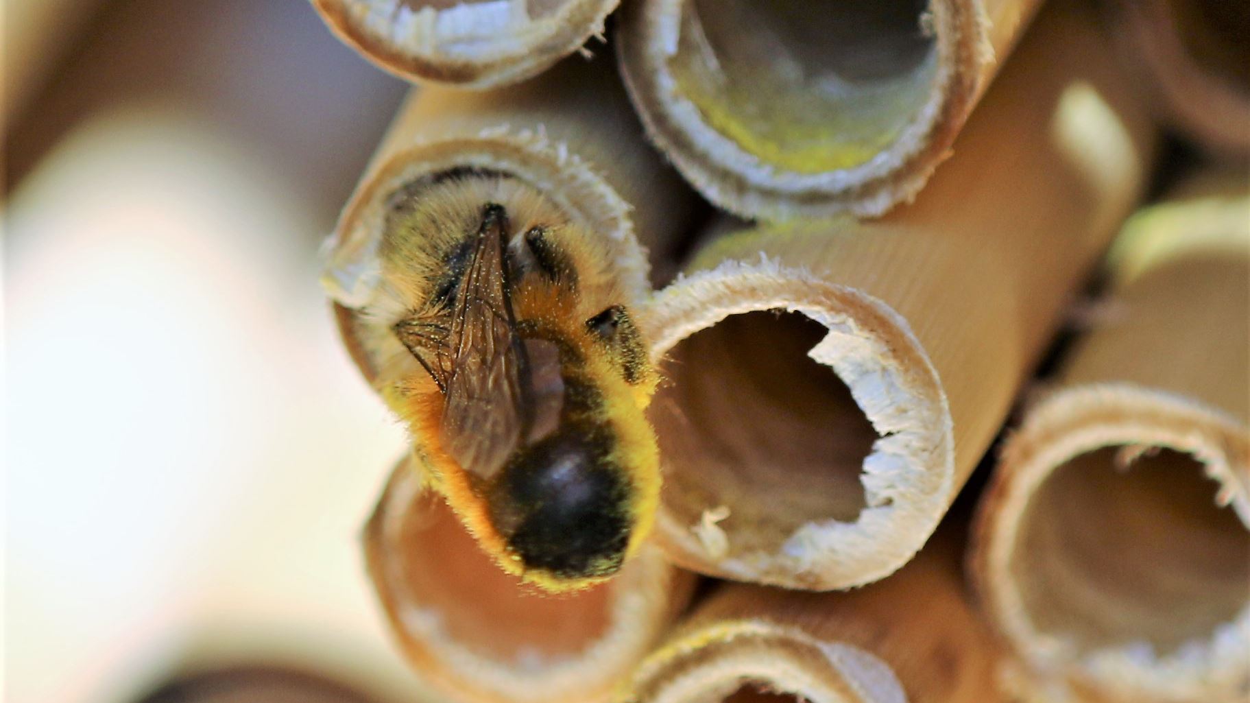 Osmia Rufa with pollen on abdomen at nest entrance