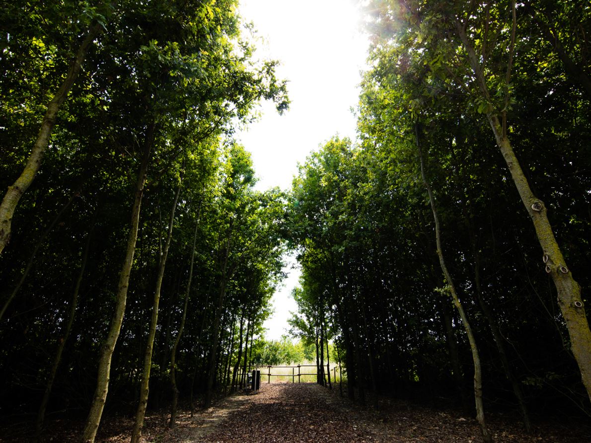 Parco Lamborghini Oak Forest (Large)