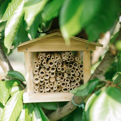 Solitary bees colony