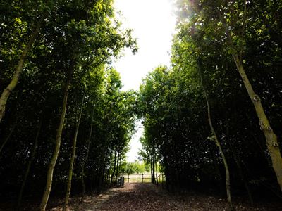 Parco Lamborghini Oak Forest (Large)