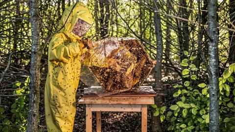 Biomonitoring Project with bees
