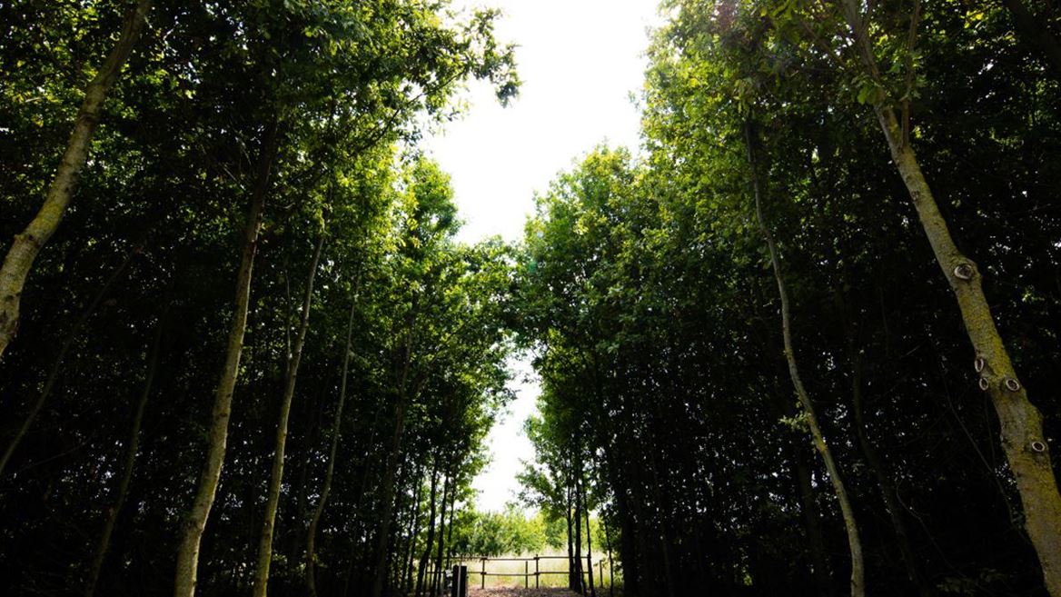 Parco Lamborghini Oak Forest (Large)